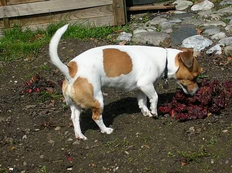 Jack russell terrier Idefex billede 10