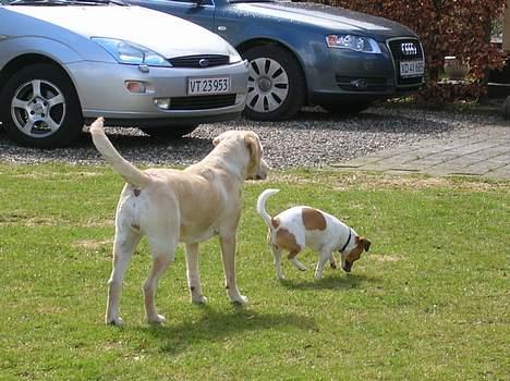 Jack russell terrier Idefex billede 11