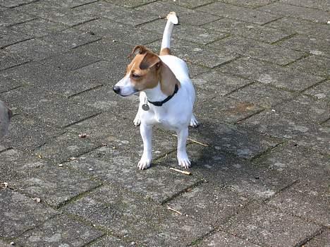 Jack russell terrier Idefex billede 12