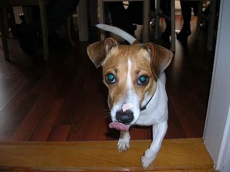 Jack russell terrier Idefex billede 13