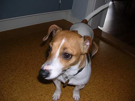 Jack russell terrier Idefex billede 14