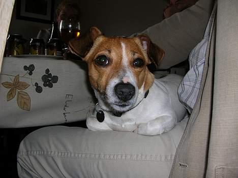 Jack russell terrier Idefex billede 15