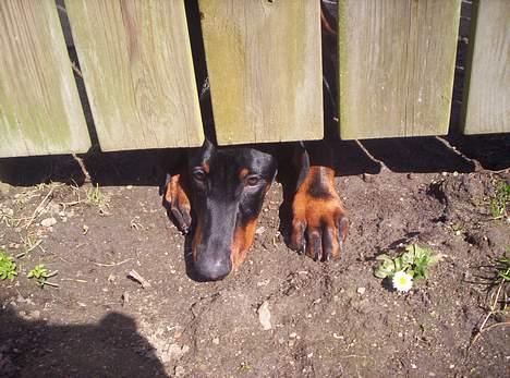Dobermann **Kenzo** (Omplaceret) - Heeey jeg vil oooos ud i haven .. Jeg kan da SAGTENS komme igennem her .. Eller .. billede 10