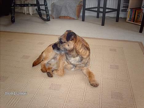 Border terrier Buster Oregon Mortensen - OnLine? billede 7