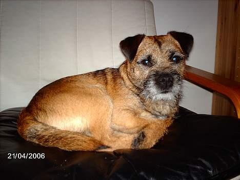 Border terrier Buster Oregon Mortensen - det samme, BusterHund, VagtHund, Stor Ego, Sej Lille Hund? billede 9