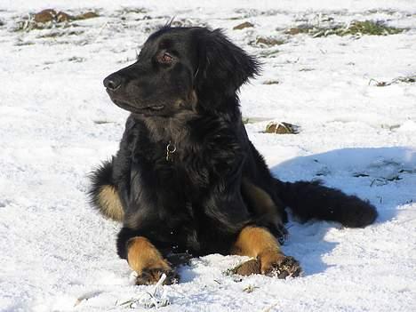 Hovawart Ludvig billede 10