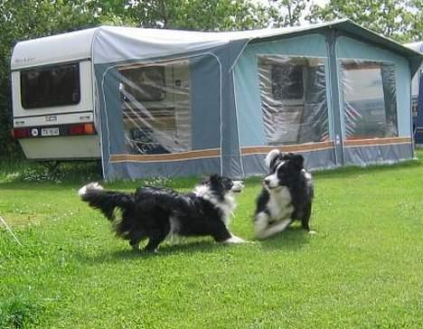 Border collie Windy - Windy leger med Boogie - en af Pei Pei´s hvalpe fra 1-1-04 billede 8