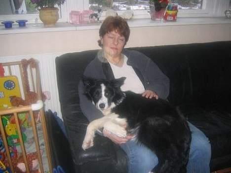 Border collie Pei Pei - Vi er trætte billede 7