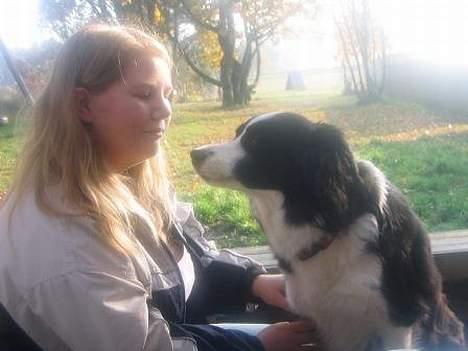 Border collie Pei Pei - Pei Pei sidder til bords billede 8