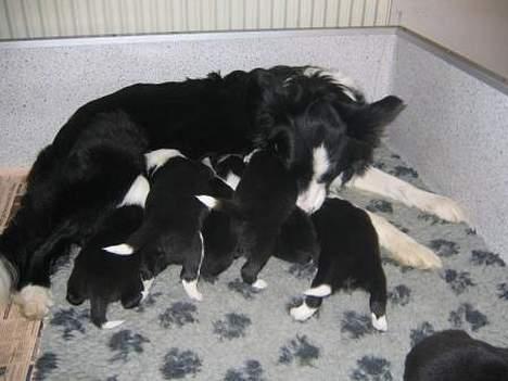 Border collie Pei Pei - Pei Pei med C kuldet født 1. april 2005 billede 9