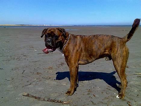 Boxer Bruce  billede 20