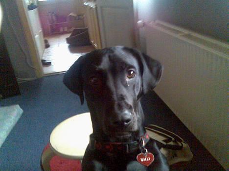 Blanding af racer Molly billede 1