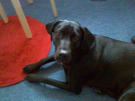 Blanding af racer Molly billede 2