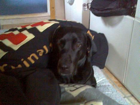 Blanding af racer Molly billede 3