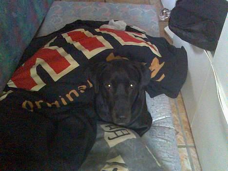 Blanding af racer Molly billede 4