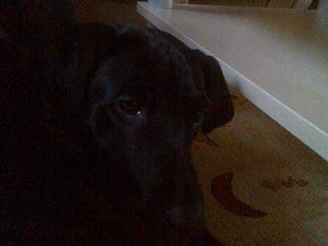 Blanding af racer Molly billede 5