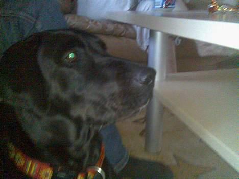 Blanding af racer Molly billede 6