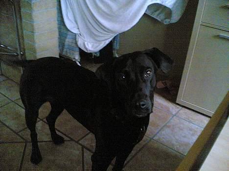 Blanding af racer Molly billede 7