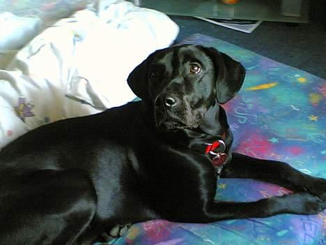 Blanding af racer Molly billede 8