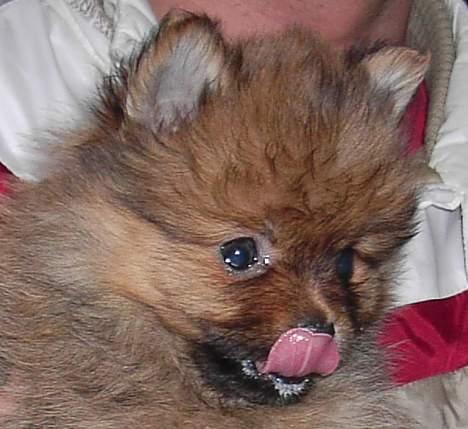 Pomeranian Shiro - Ahhh. ymer :p billede 1