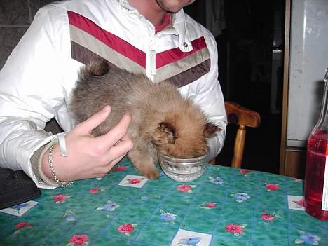 Pomeranian Shiro billede 2