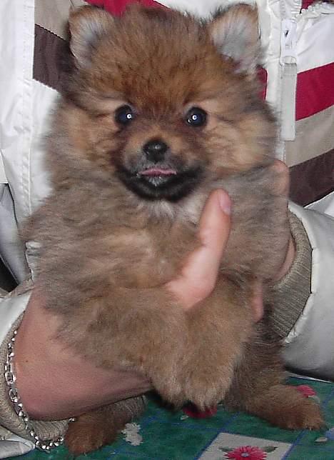 Pomeranian Shiro billede 4