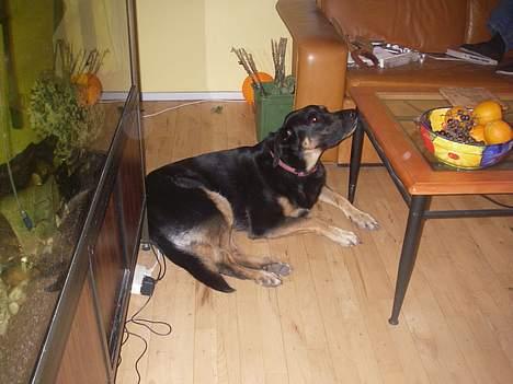 Blanding af racer Samson - mam frugt billede 6