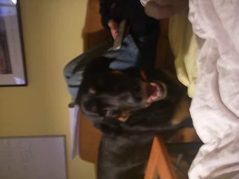 Blanding af racer Samson - hej jeg hedder somson billede 9