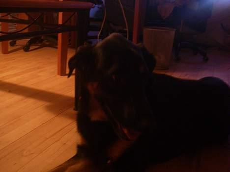 Blanding af racer Samson - hej søde billede 14