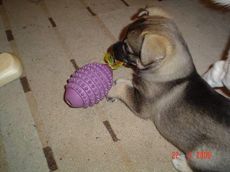 Blanding af racer Vagn billede 3