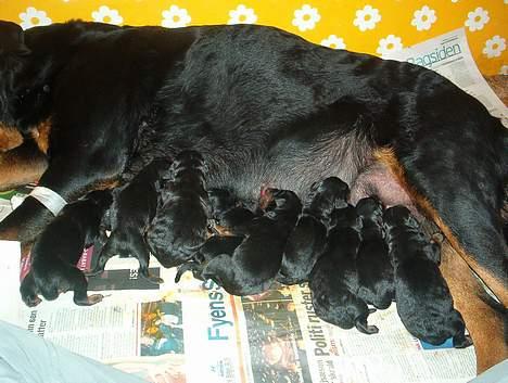 Rottweiler bella - 13 hvalpe fødte hun, 9 overlevede. billede 12