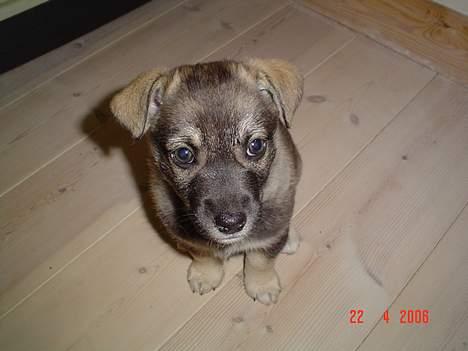 Blanding af racer Vagn billede 4