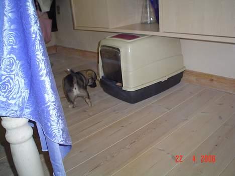 Blanding af racer Vagn billede 5