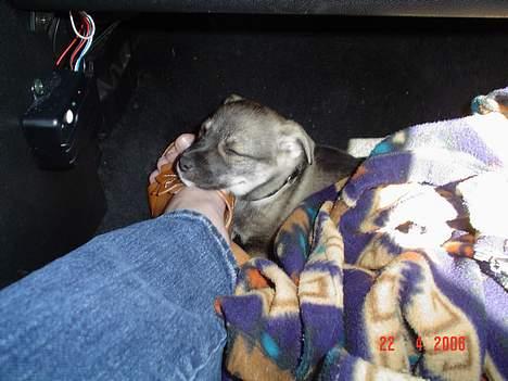 Blanding af racer Vagn billede 6