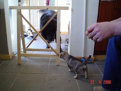 Blanding af racer Vagn billede 7