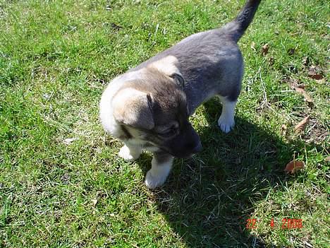 Blanding af racer Vagn billede 8