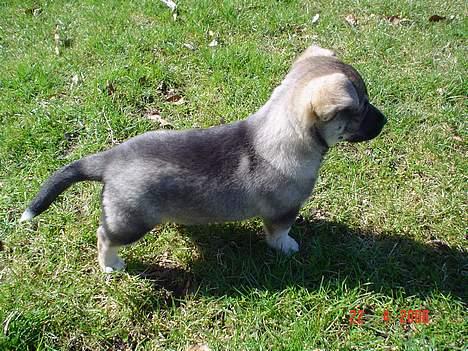 Blanding af racer Vagn billede 9