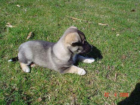 Blanding af racer Vagn billede 10