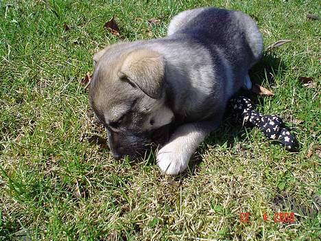 Blanding af racer Vagn billede 11