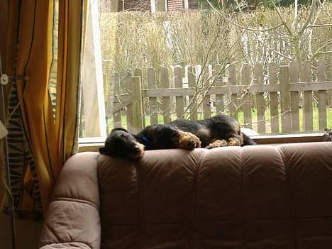 Gravhund Oscar - sover lige i vindueskammen.. ;) billede 7
