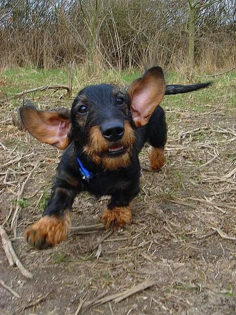 Gravhund Oscar - Her kommer jeg ;) Haha.. Oscar i flyvende fart..  billede 8