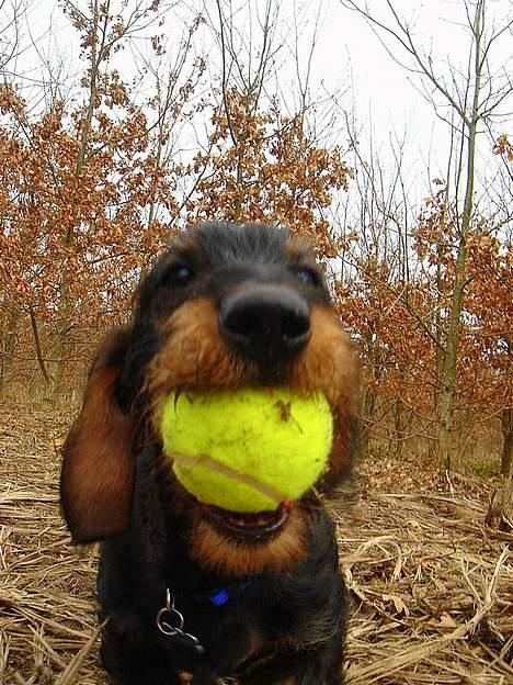 Gravhund Oscar - Leger med bold i skoven..  billede 9