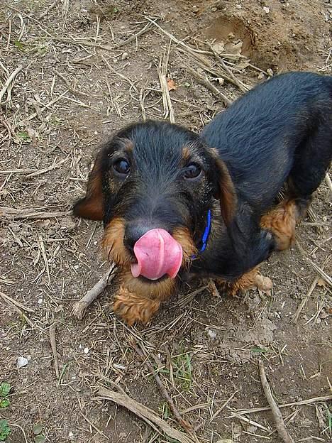 Gravhund Oscar - slikker sig lige om munden ;) billede 10