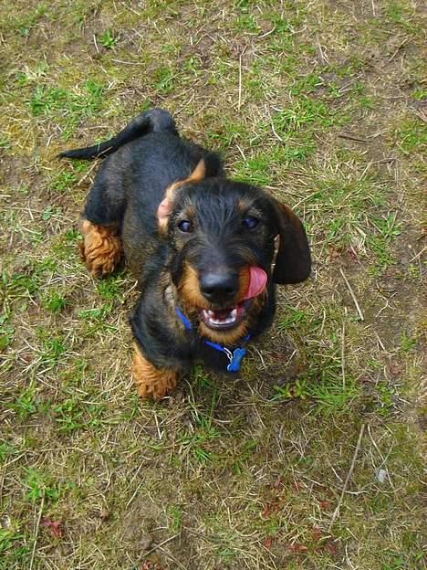 Gravhund Oscar - Oscar... :P billede 11