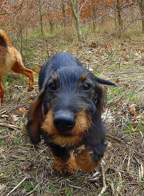 Gravhund Oscar - Oscar i fuld profil..  billede 12