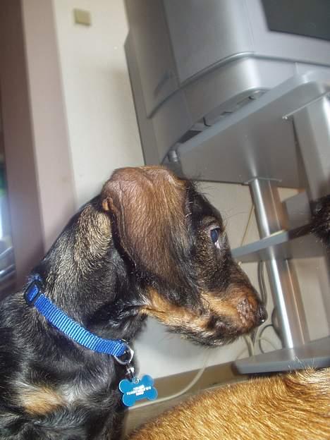 Gravhund Oscar - Hva er mon det ? billede 13