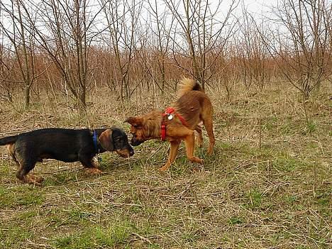 Gravhund Oscar - Leger i skoven..  billede 14