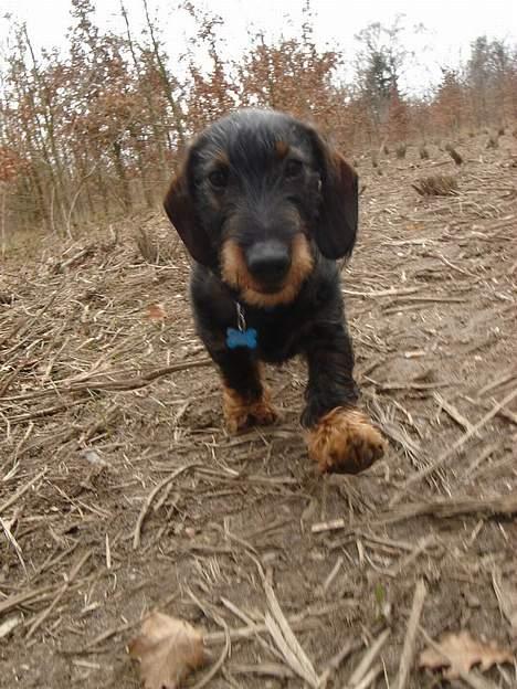 Gravhund Oscar billede 15