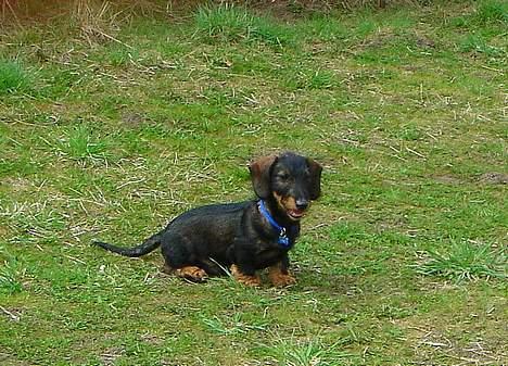 Gravhund Oscar billede 17