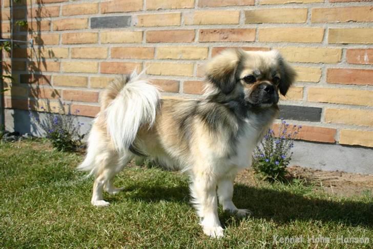 Tibetansk spaniel Kri Kris Everlasting Juno - Endelig sol og sommer ;-) billede 1